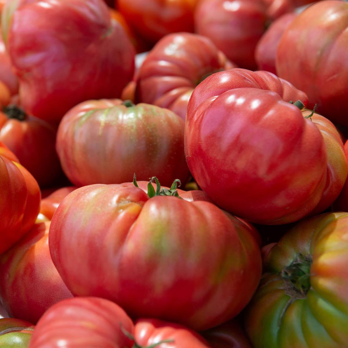 Pink Brandywine Tomato Indeterminate
