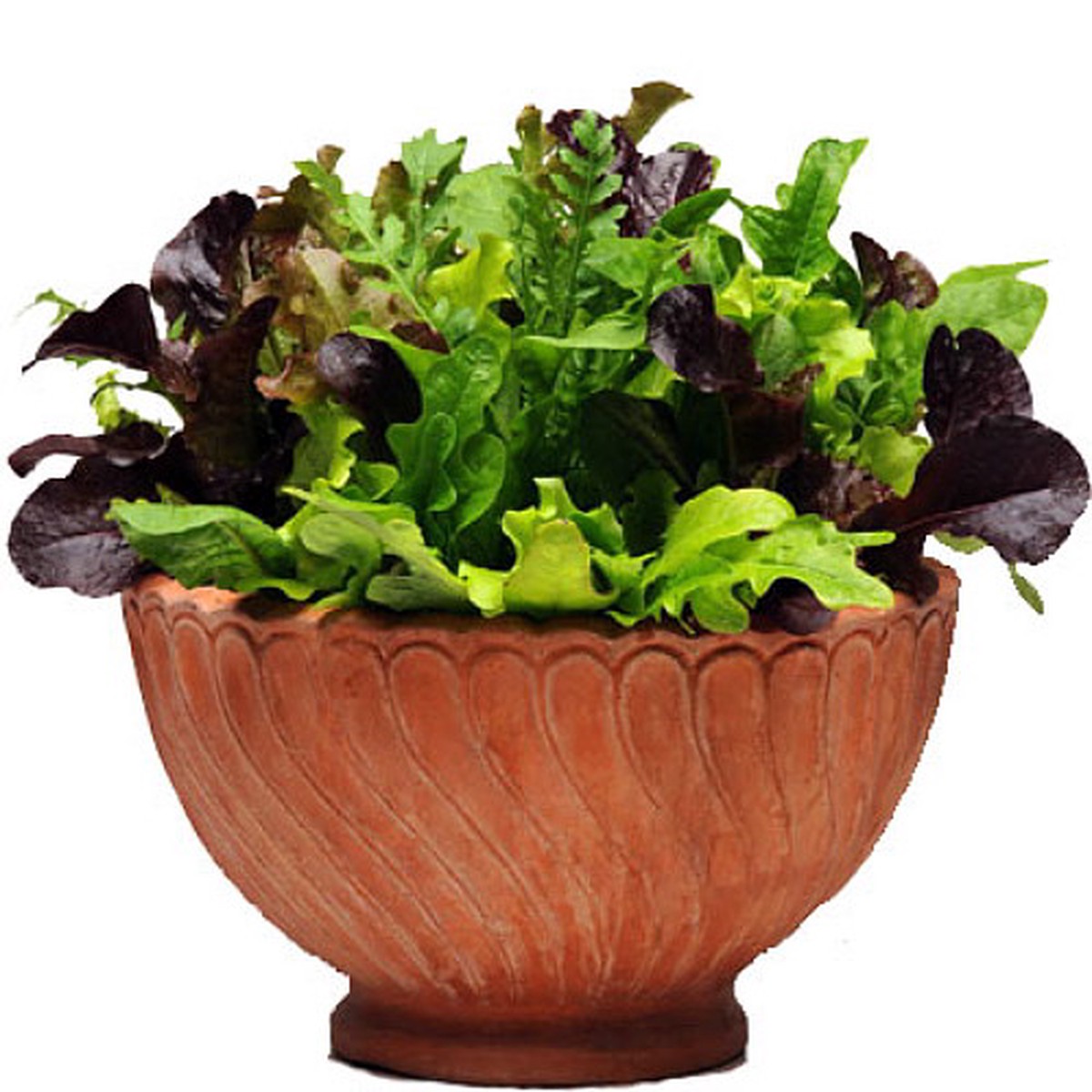 SimplySalad Seeds Mediterranean Alfresco Mix-Pellitized