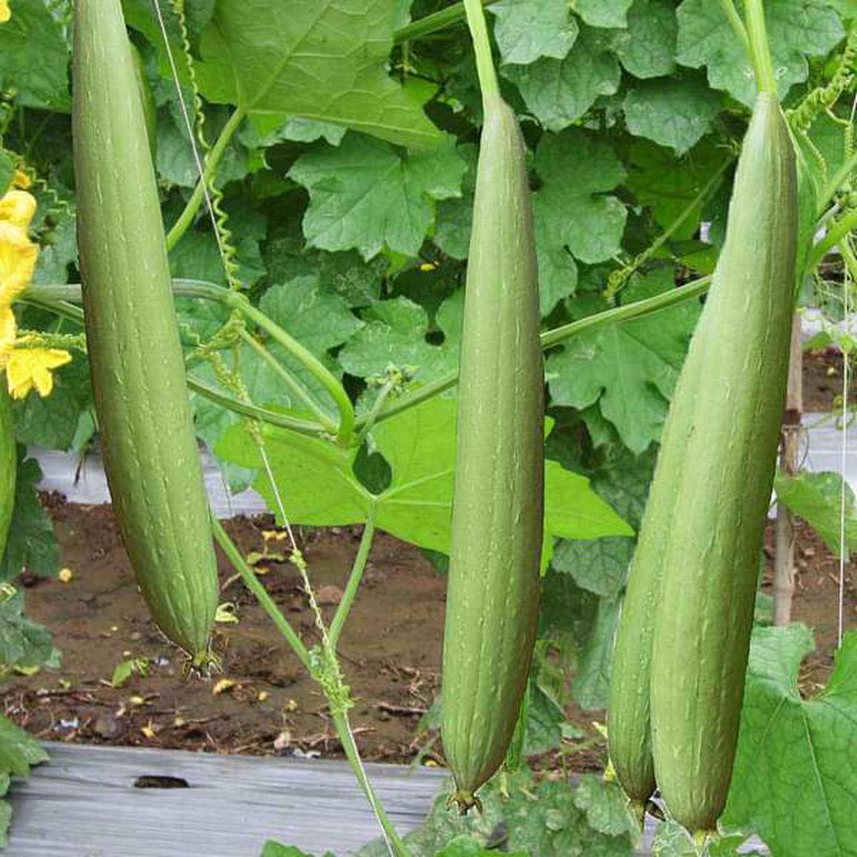 Sponge Gourd Jaipur Long - Desi Vegetable Seeds - Default Title