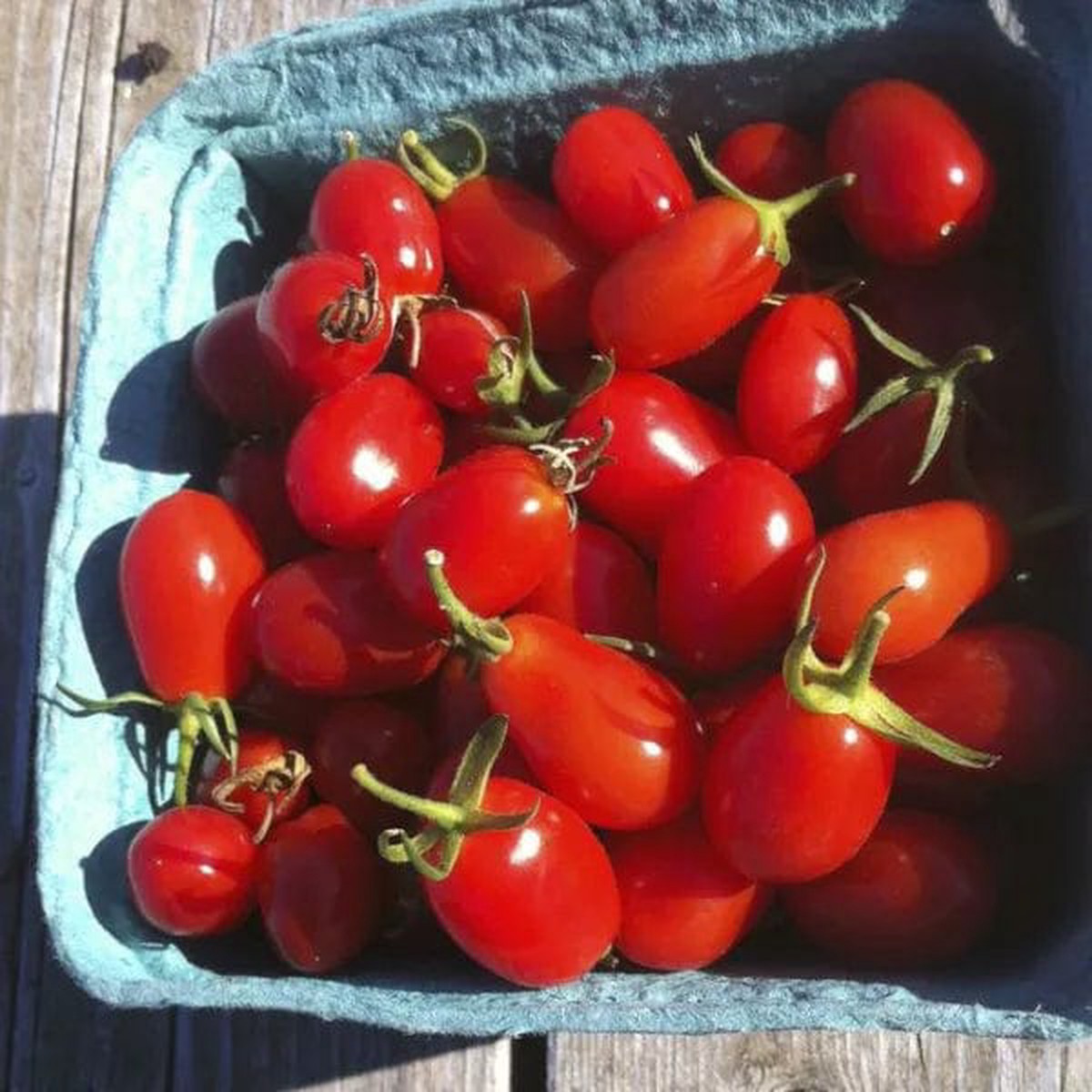 Tomato Elfin Red Grape - Saanich Organics