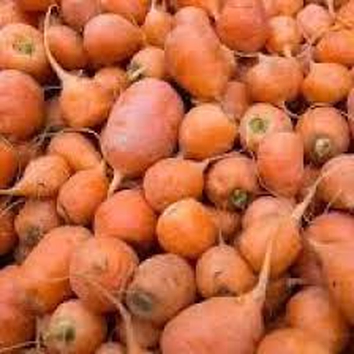1000+ Oxheart Carrot Seeds Heirloom, Short & Thick, Sweet and Tender