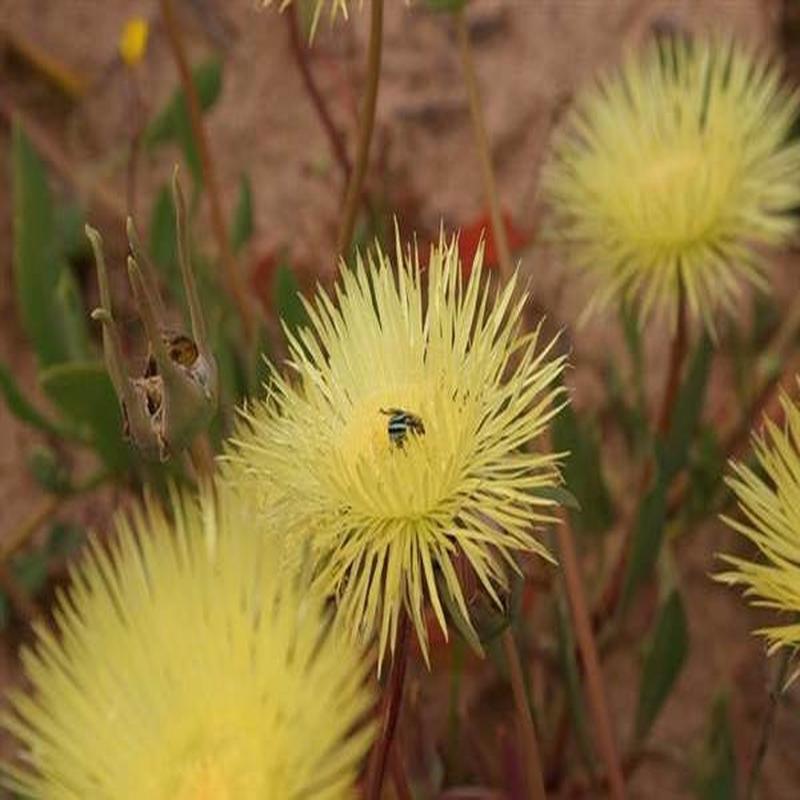 Apatesia maughanii - Indigenous South African Succulent - 10 Seeds