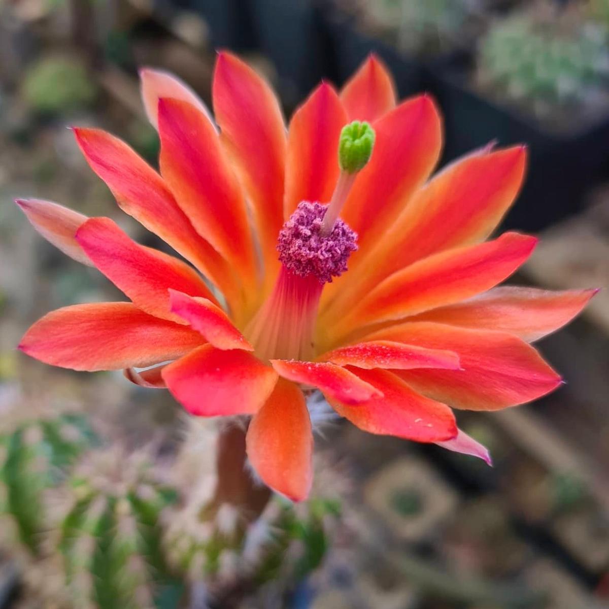 Echinocereus acifer SEEDS