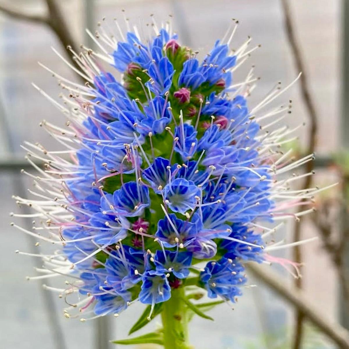 Echium nervosum SEEDS