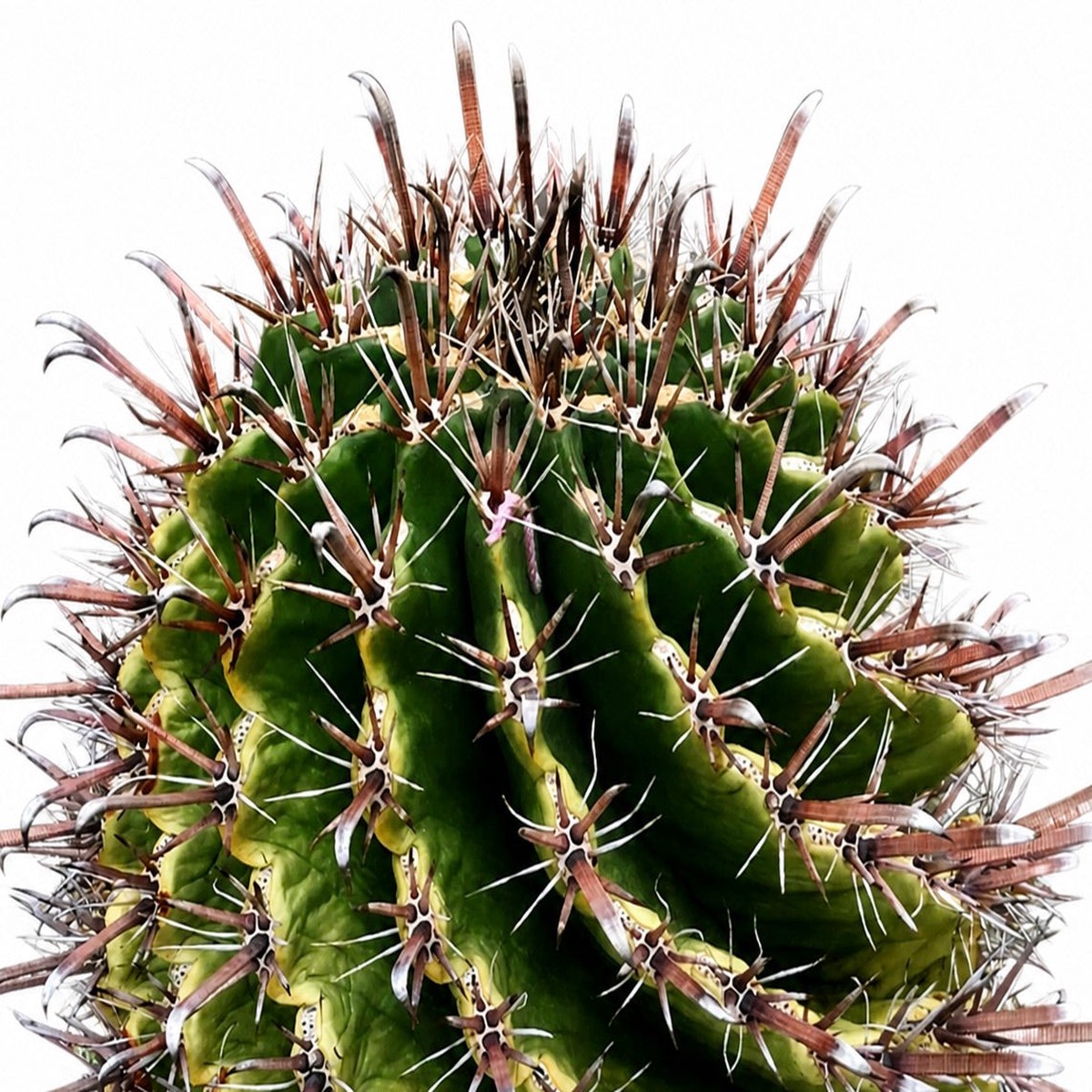 Ferocactus horridus var. longispinus SEEDS