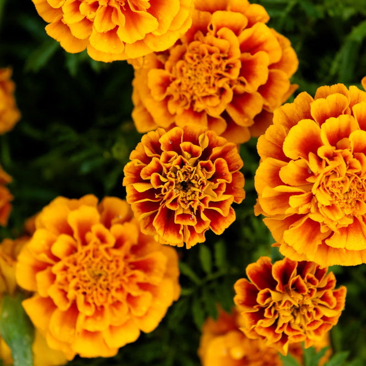 Marigold Fiesta Flower | X 100 Seeds