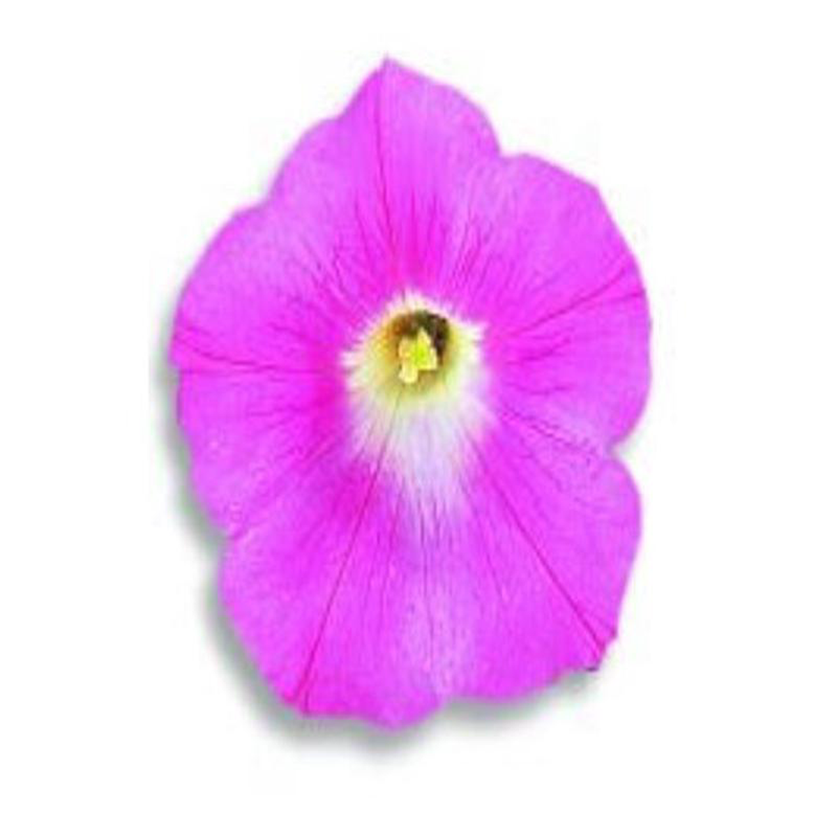 Petunia Cascade Pink 8211 Ontario Seed Company