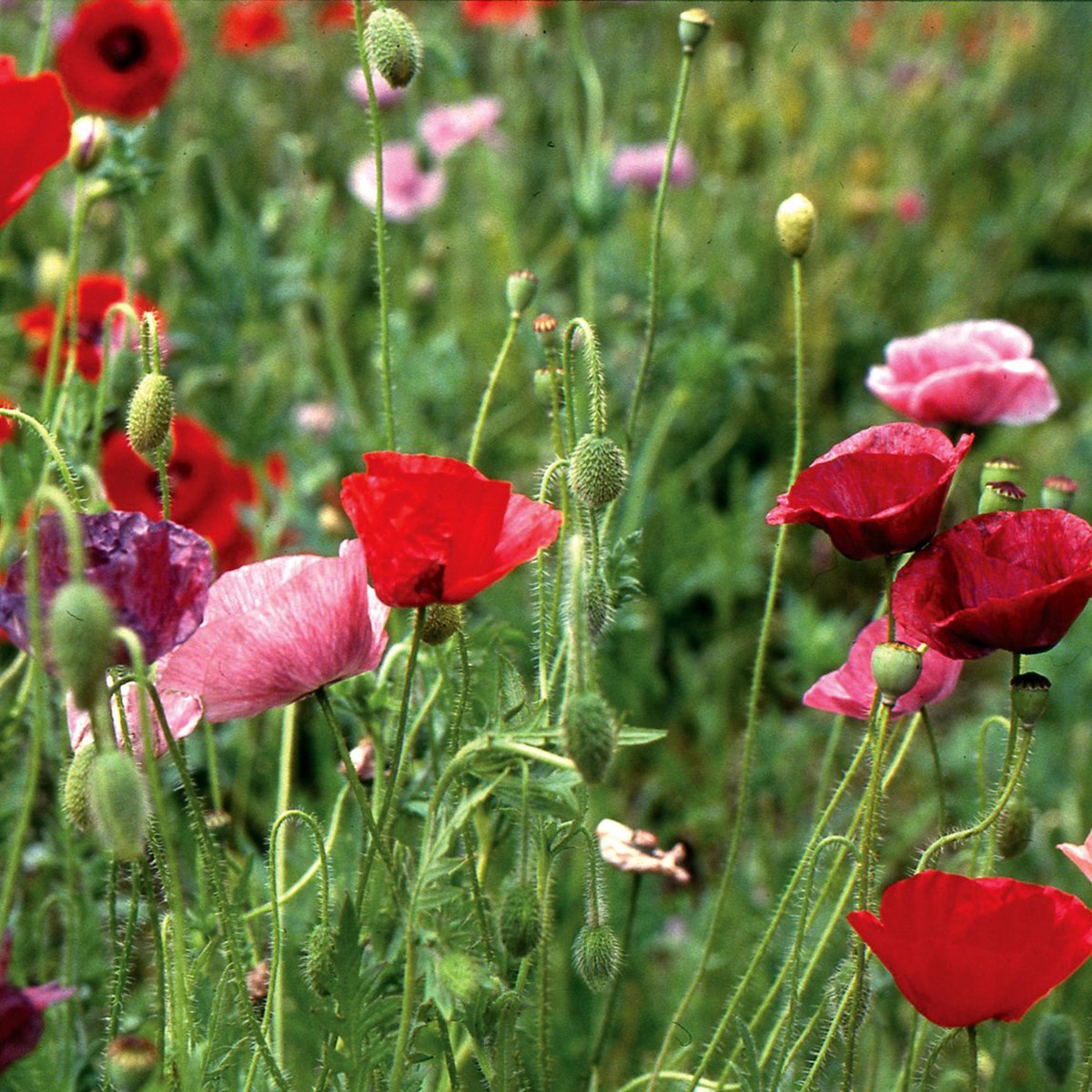 Shirley Poppy Mix