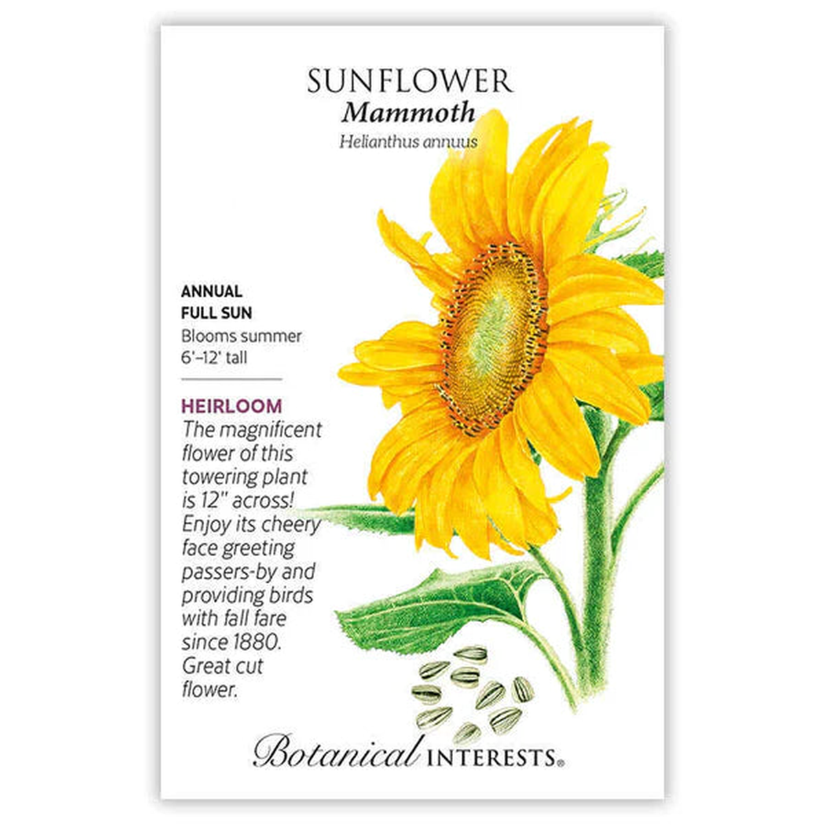 Sunflower seeds, "Mammoth"