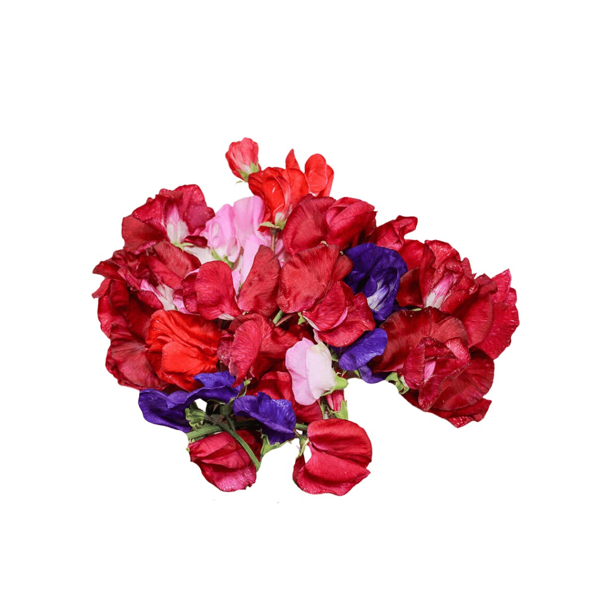 Sweet Peas Supersnoop Mix Seeds | West Coast Seeds