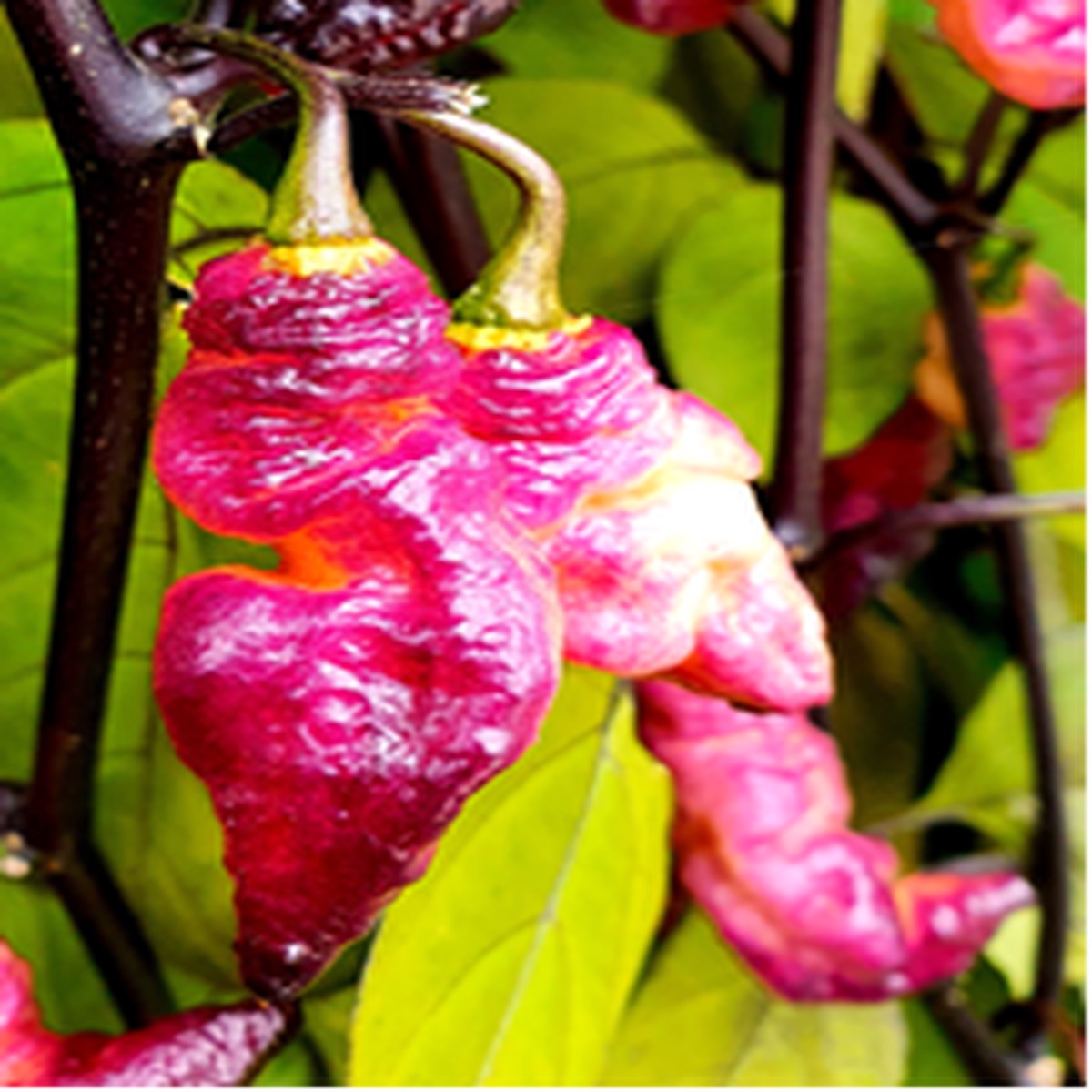 Thor's Thunderbolt - Chilli Pepper - Capsicum Chinense - 5 Seeds