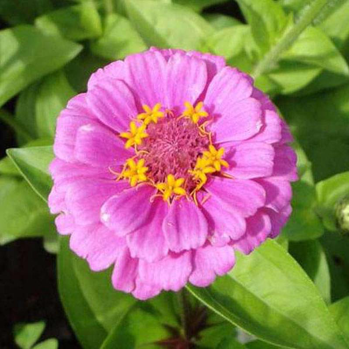 Zinnia Pink Tall 8211 Desi Flower Seeds