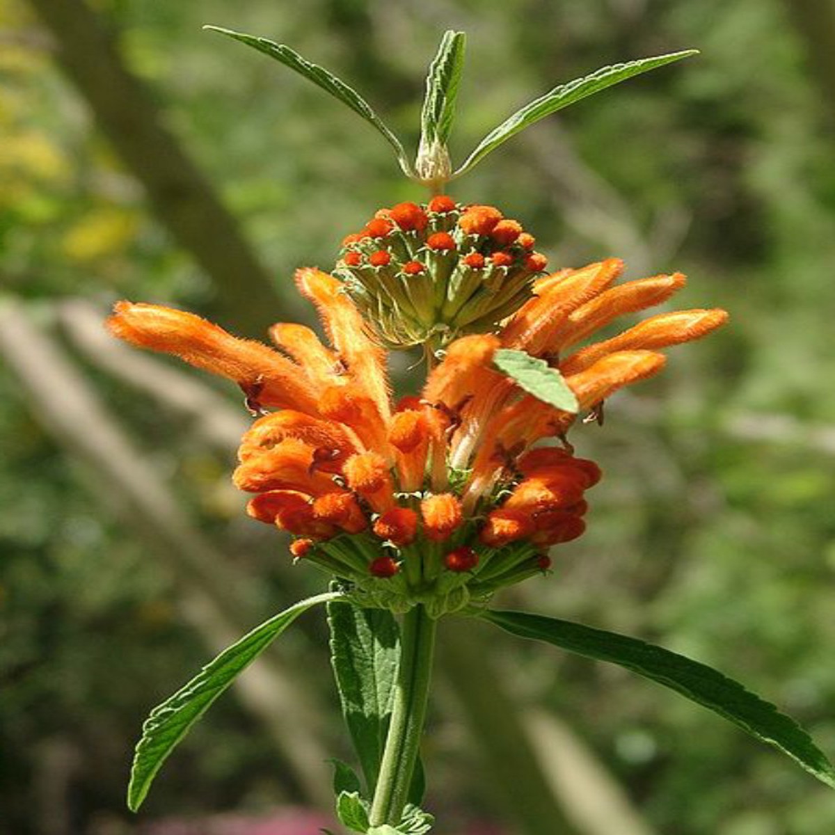 African Lion's Tail 50 Seeds - Leonotis leonorus
