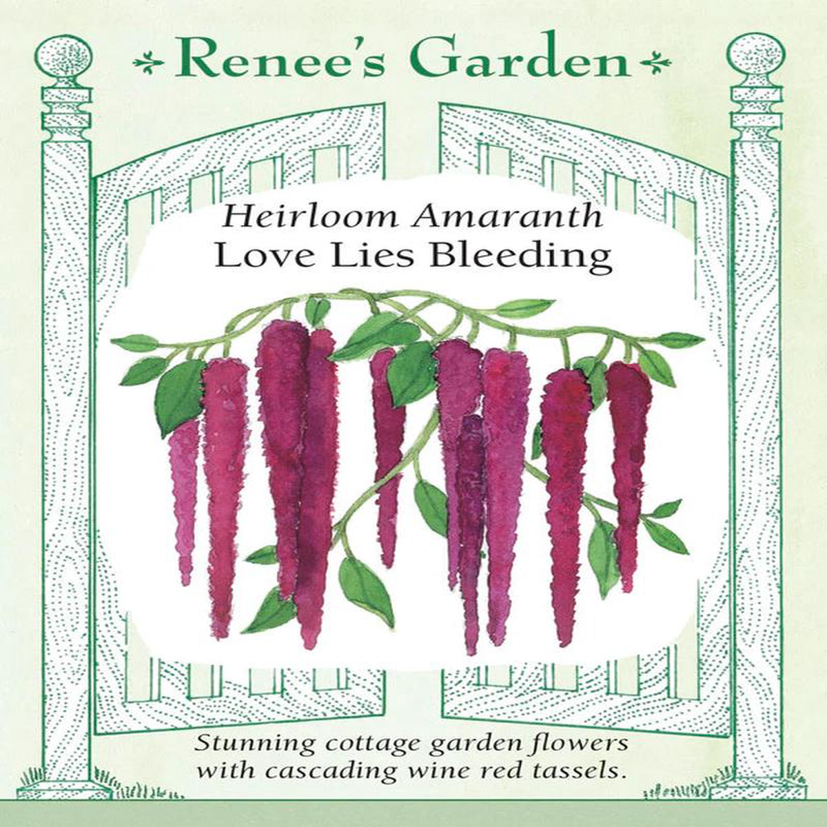 Amaranth Love Lies Bleeding 8211 Renee8217s Garden