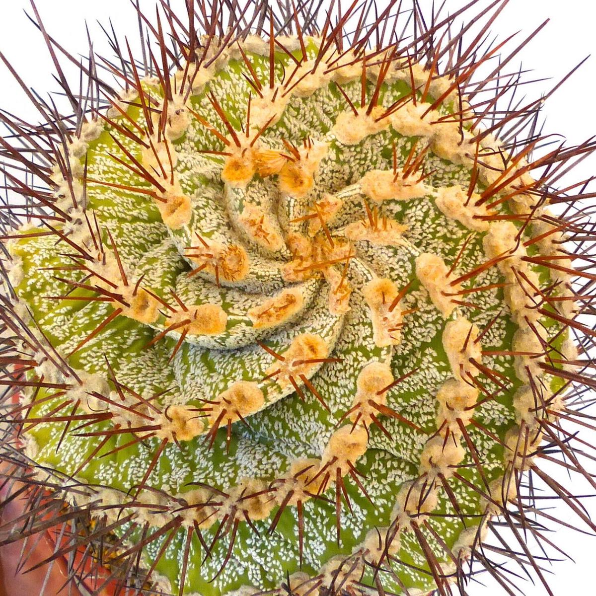 Astrophytum ornatum form spiralis SEEDS