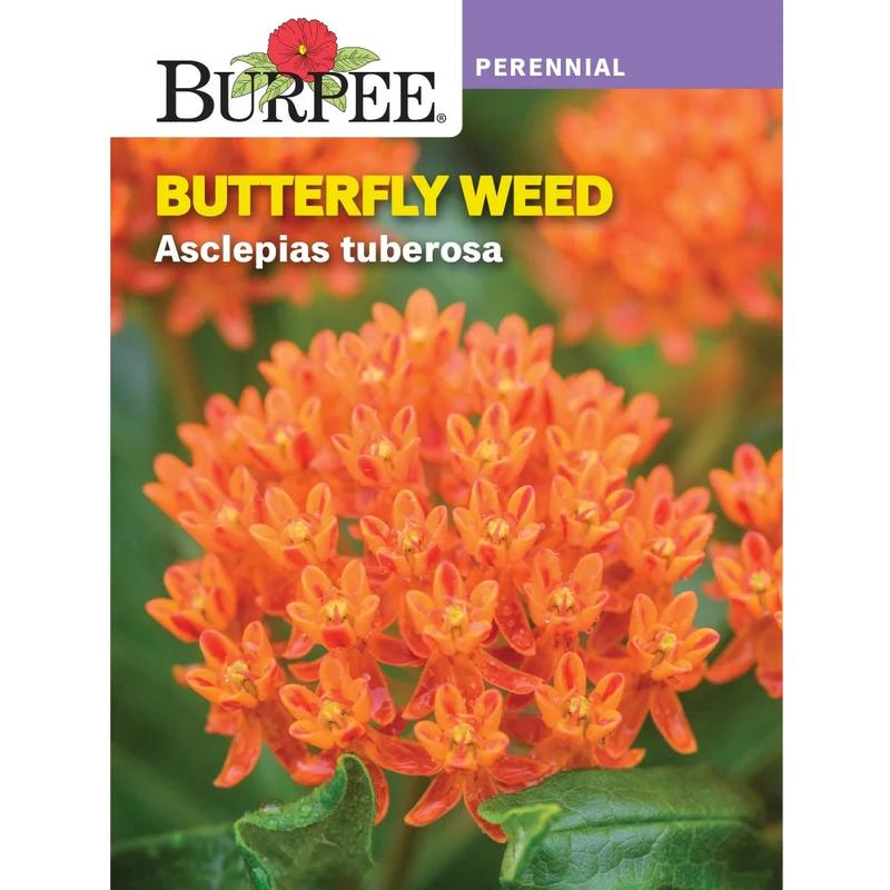 Butterfly Weed - Burpee Seeds