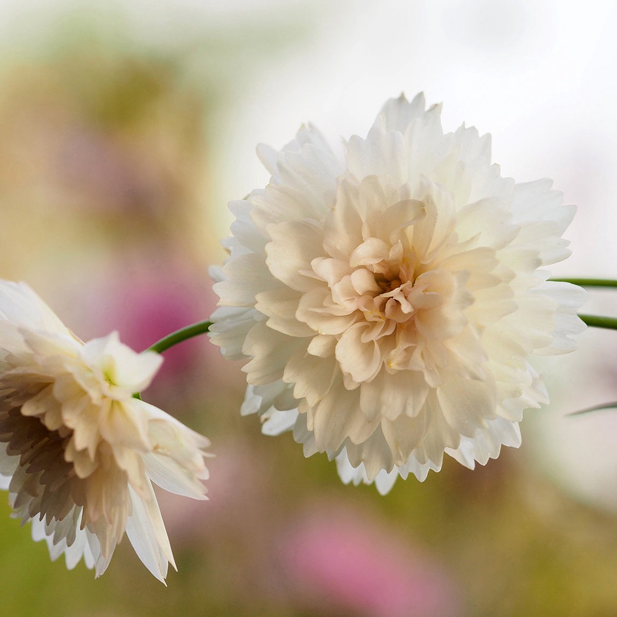 Cosmos 'Double Click Snow Puff'