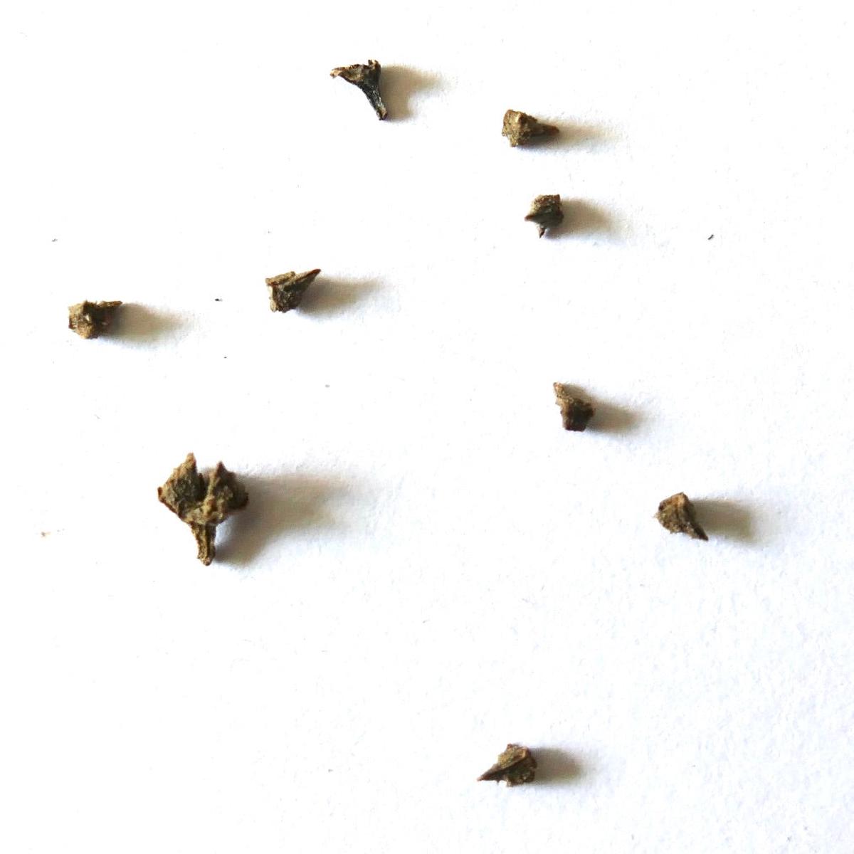 Echium nervosum SEEDS - 10 Seeds