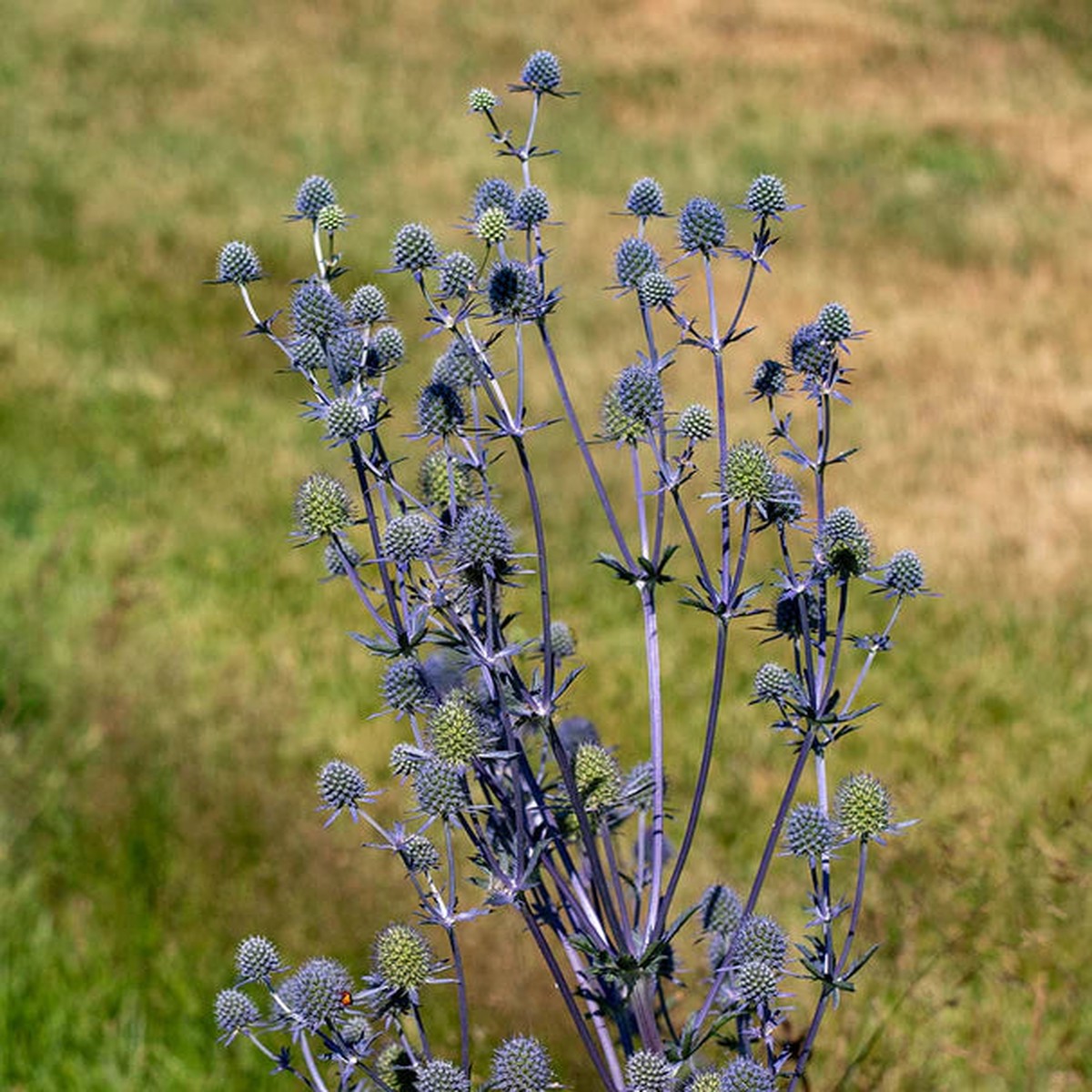 Eryngium - Sea Holly