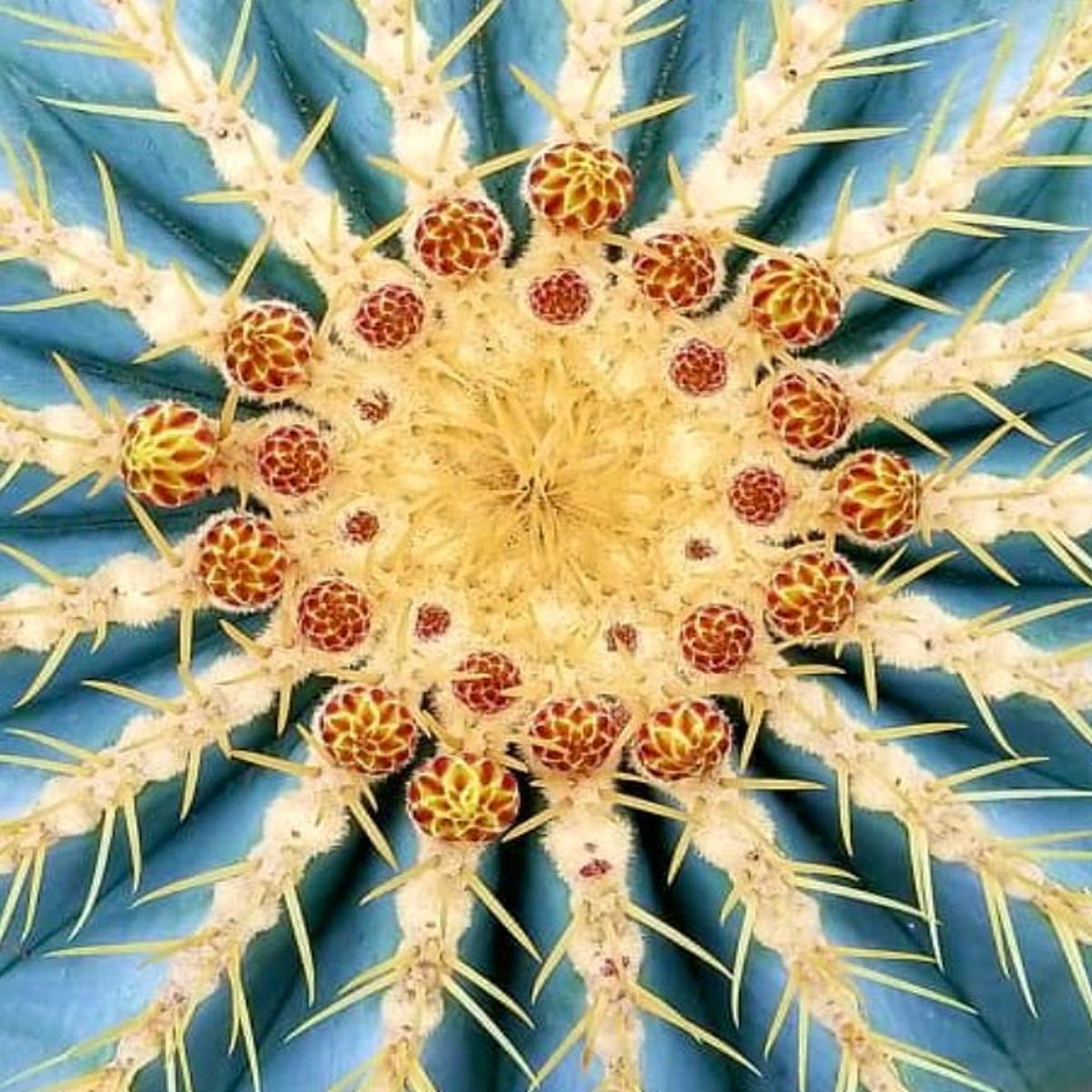 Ferocactus glaucescens SEEDS
