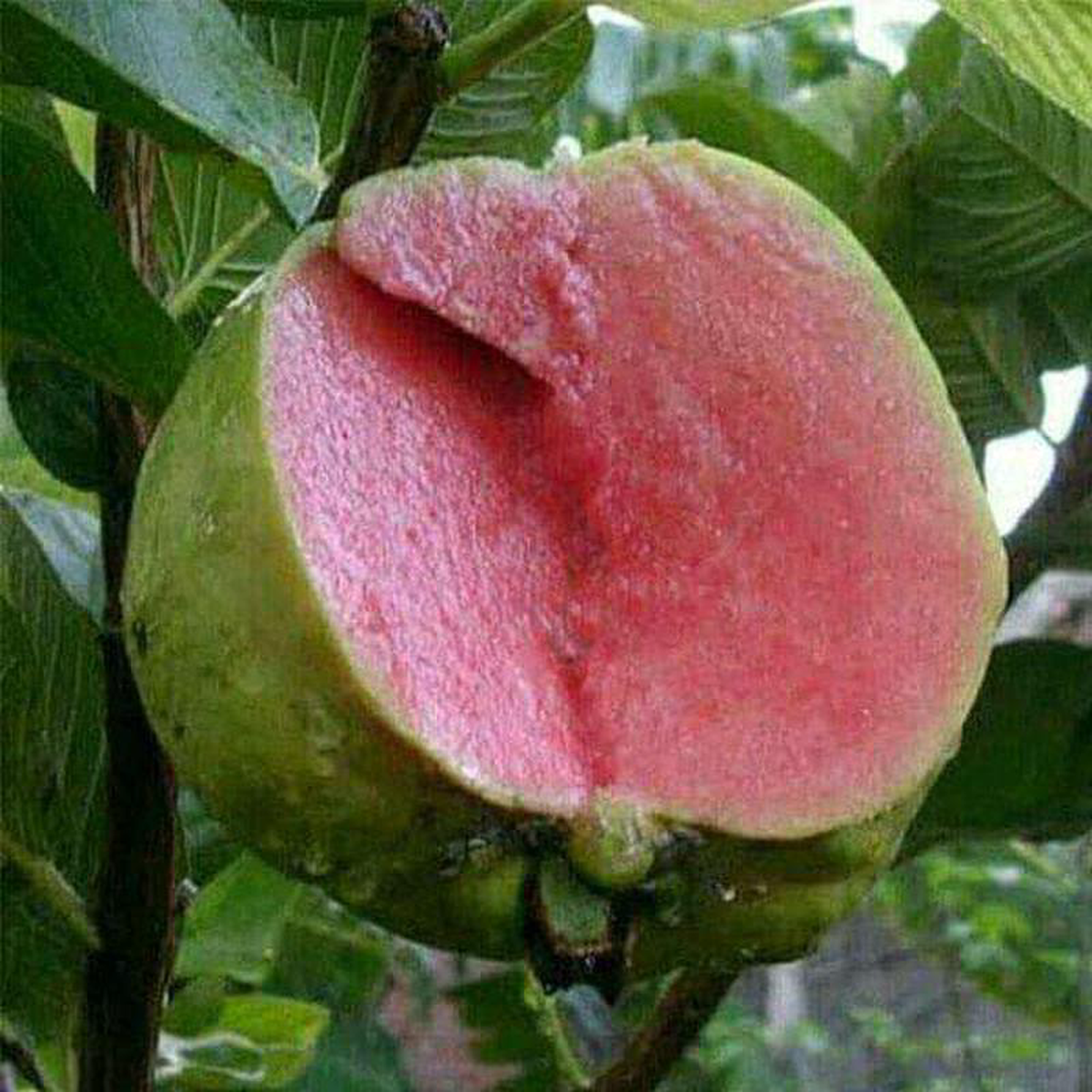 Guava Amrud Allahabadi 8211 05 kg Seeds