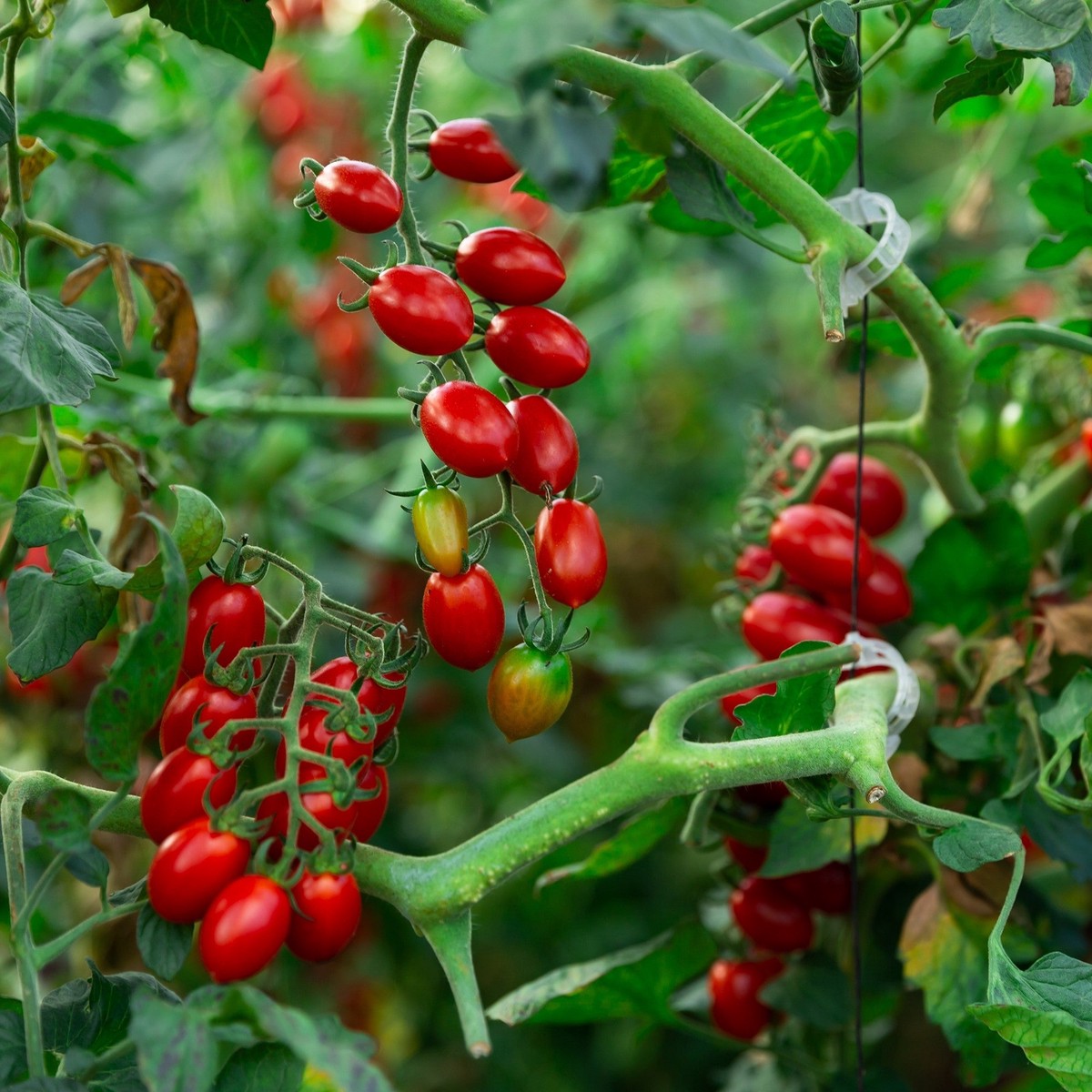 'Lucia' Grape Tomato
