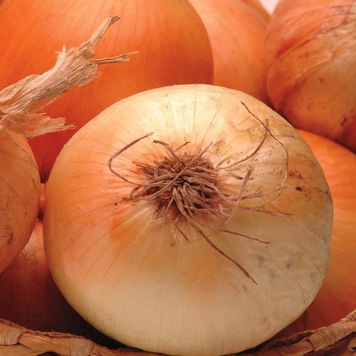 Onions - Calibra