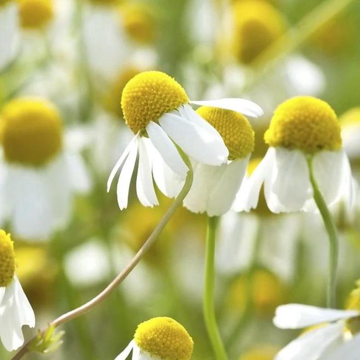 Organic Chamomile 8211 Metchosin Farm Seeds