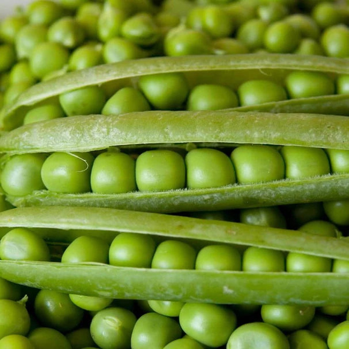 Peas - Alderman (Tall Telephone)