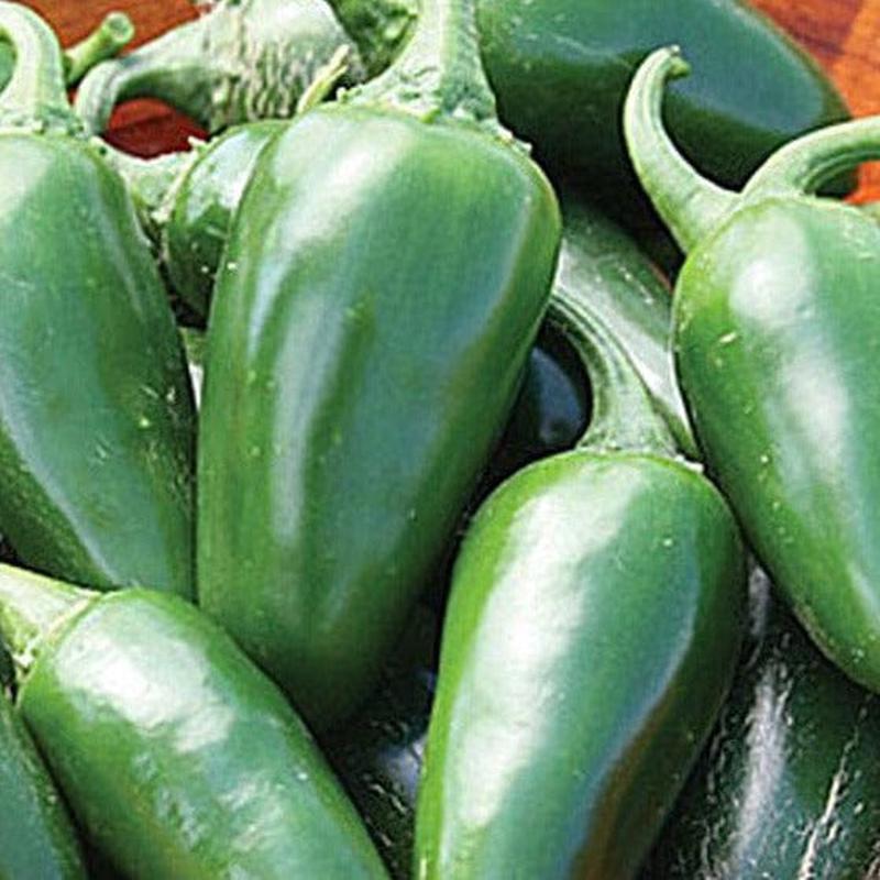 Pepper Hot Jalapeo Early - Burpee Seeds