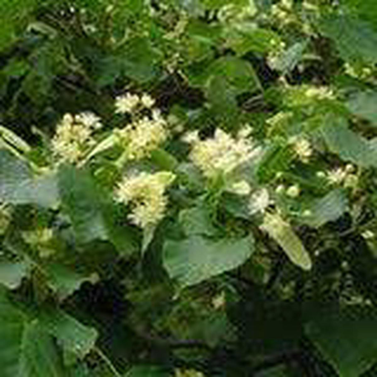 Tilia Amurensis Seeds for Easy Growing