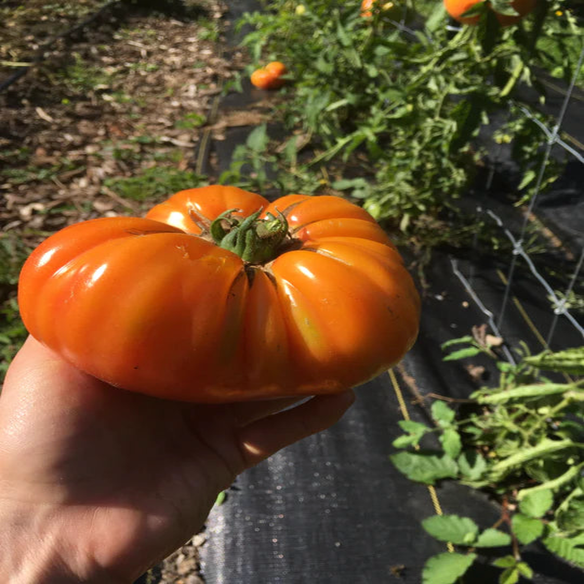 Tomato German Striped - Grow For It Seeds