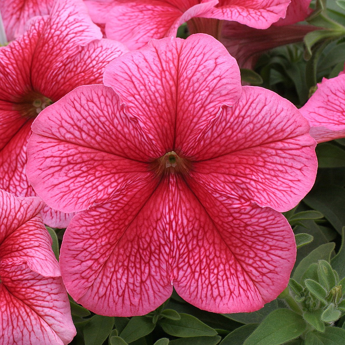Aladdin Strawberry Ice Petunia - 10 Seeds