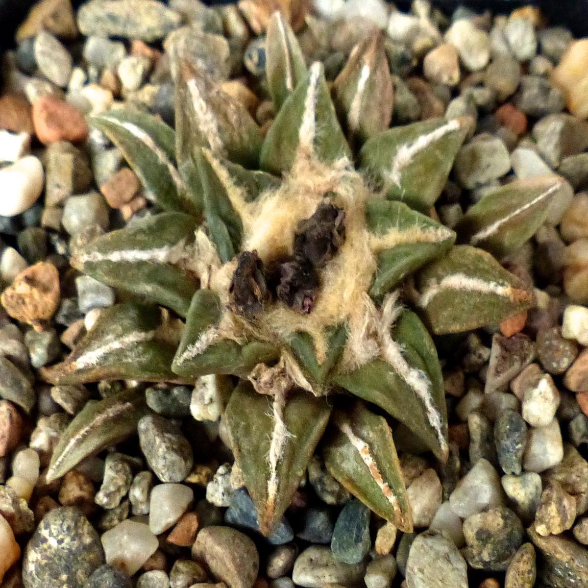 Ariocarpus retusus X kotschoubeyanus IB6 SEEDS