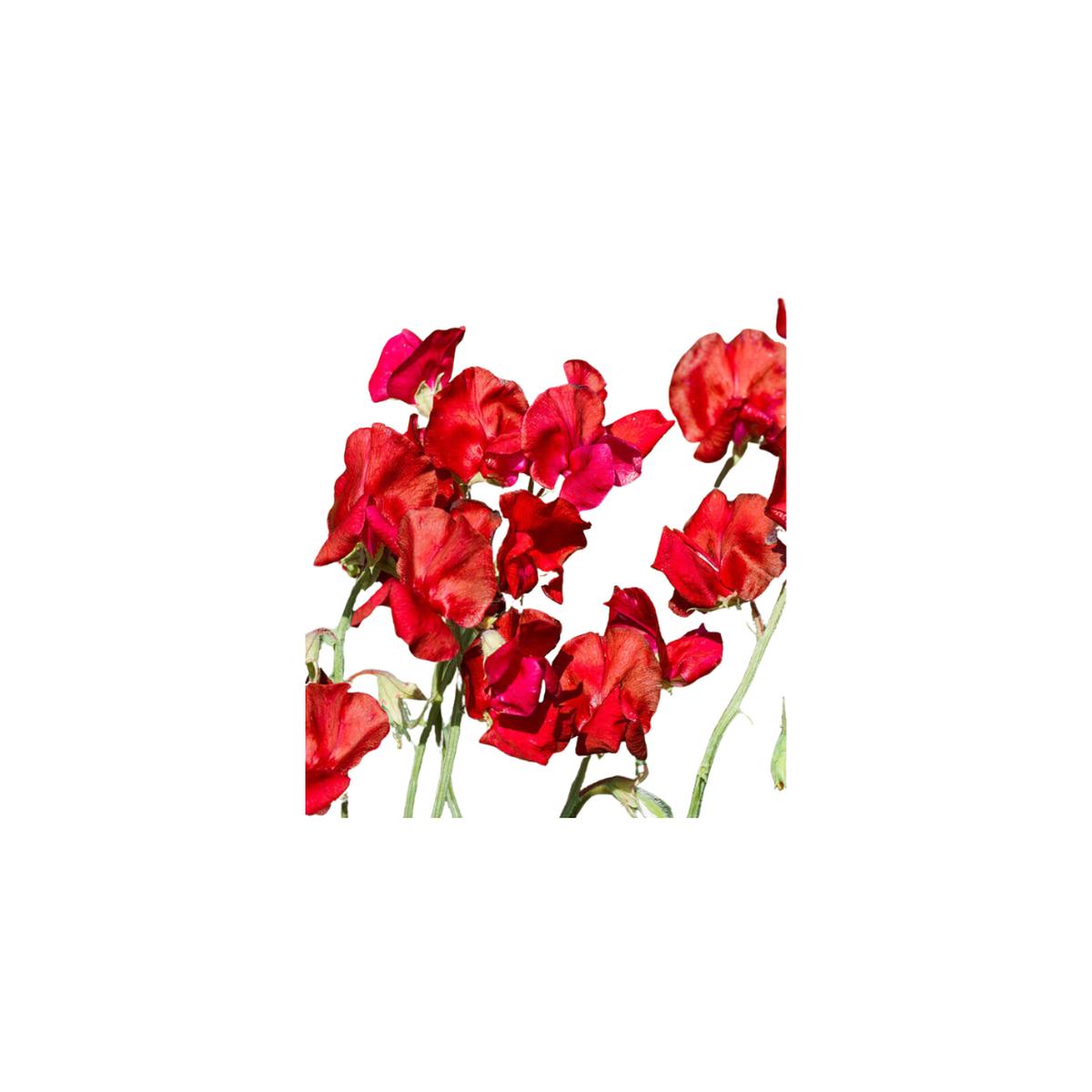 Royal Scarlet Sweet Peas Seeds (Climbing Type) | OSC Seeds
