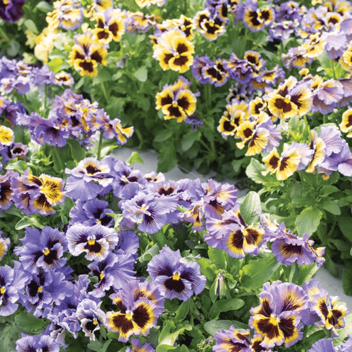 Violet 'Frizzle Sizzle Yellow Blue Swirl' organic