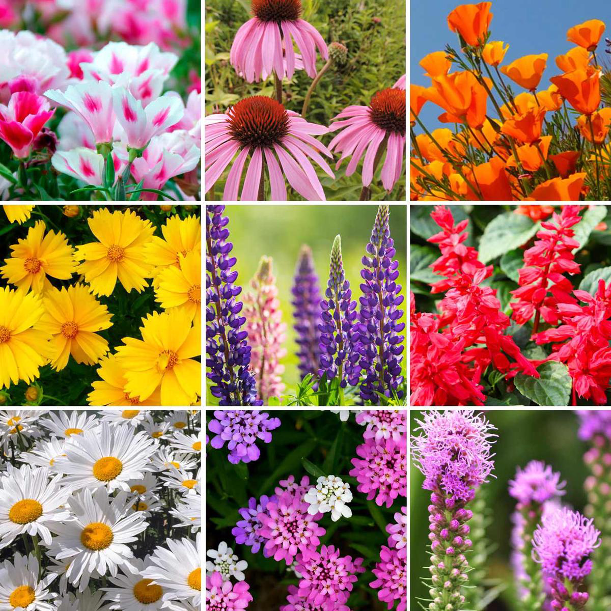 Annies Deer Resistant Wildflower Mix 8211 Bulk