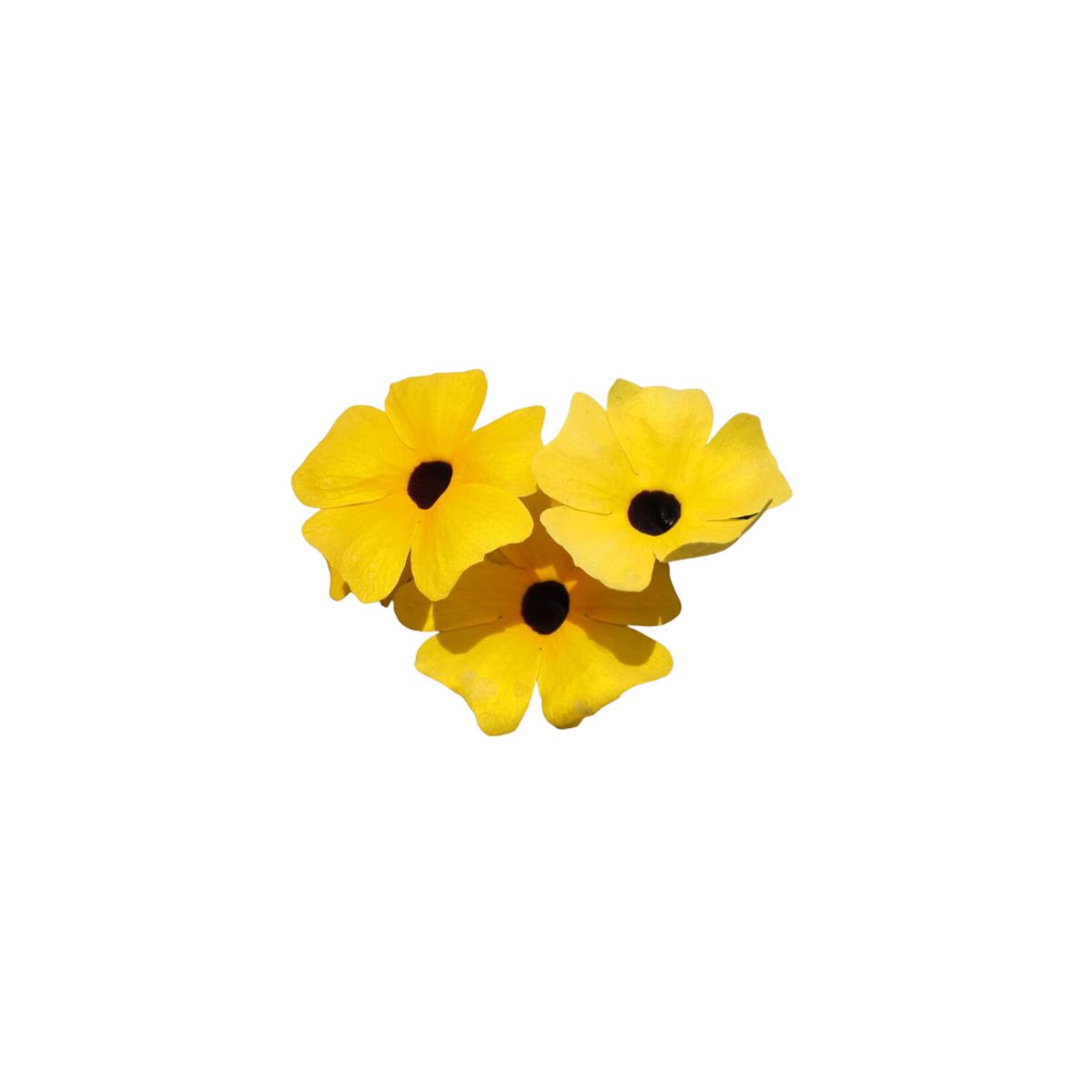 Black Eyed Susan Vine Thunbergia Seeds | OSC Seeds