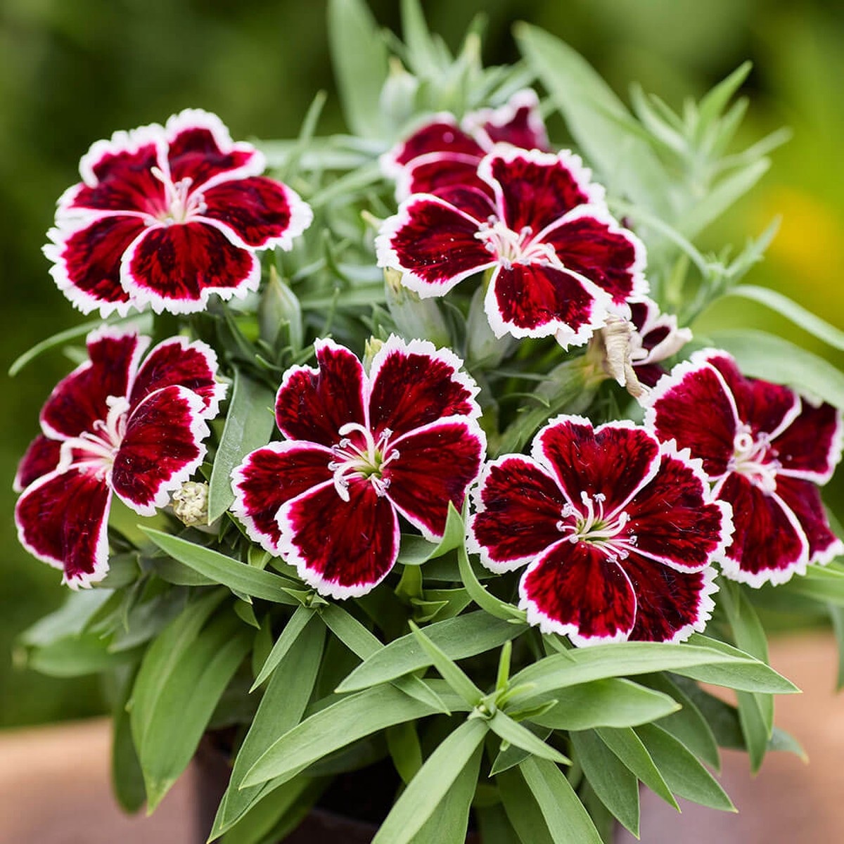 Diana Crimson Bicolor Dianthus Seeds