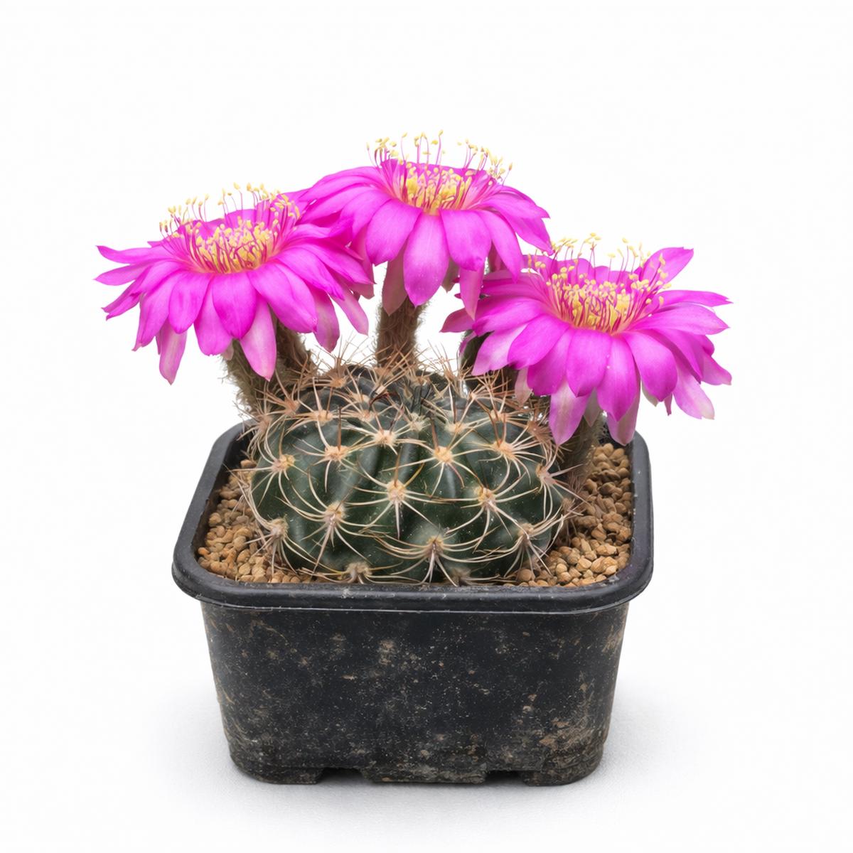Echinopsis millarensis R293 SEEDS