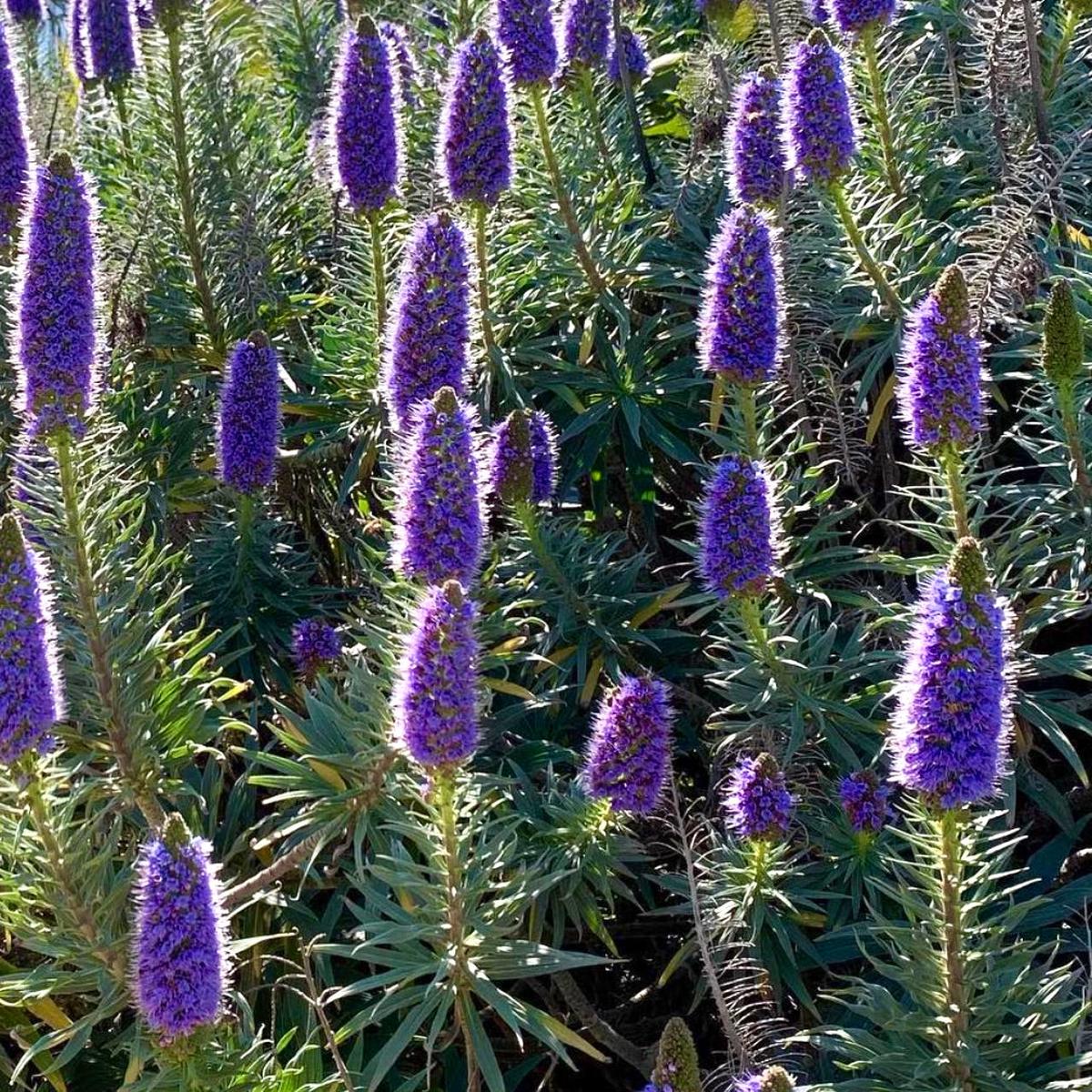 Echium webbii SEEDS