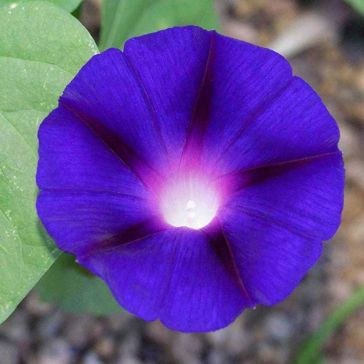 Grandpa Ott Morning Glory Vine Seeds