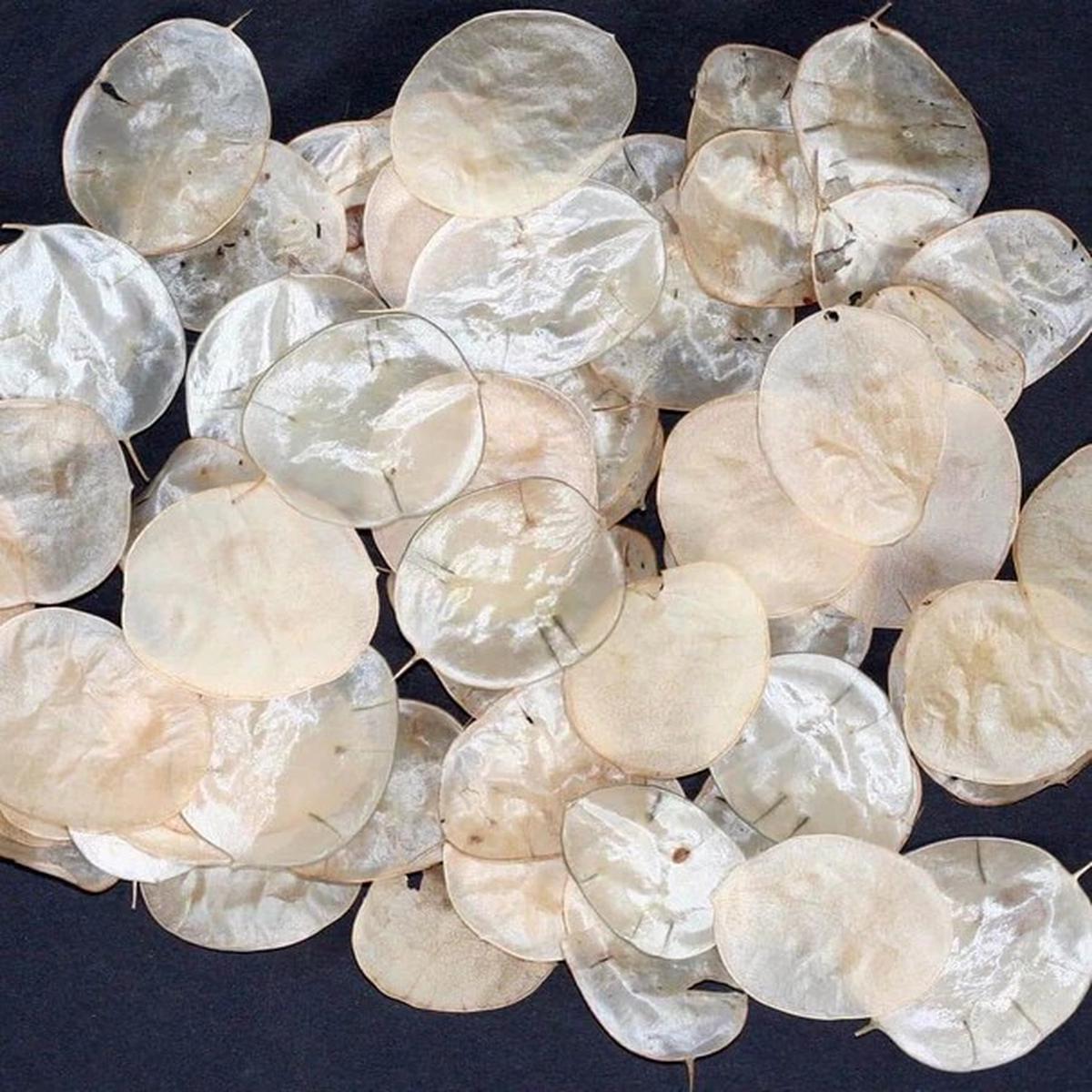Lunaria - Money Plant (Honesty)