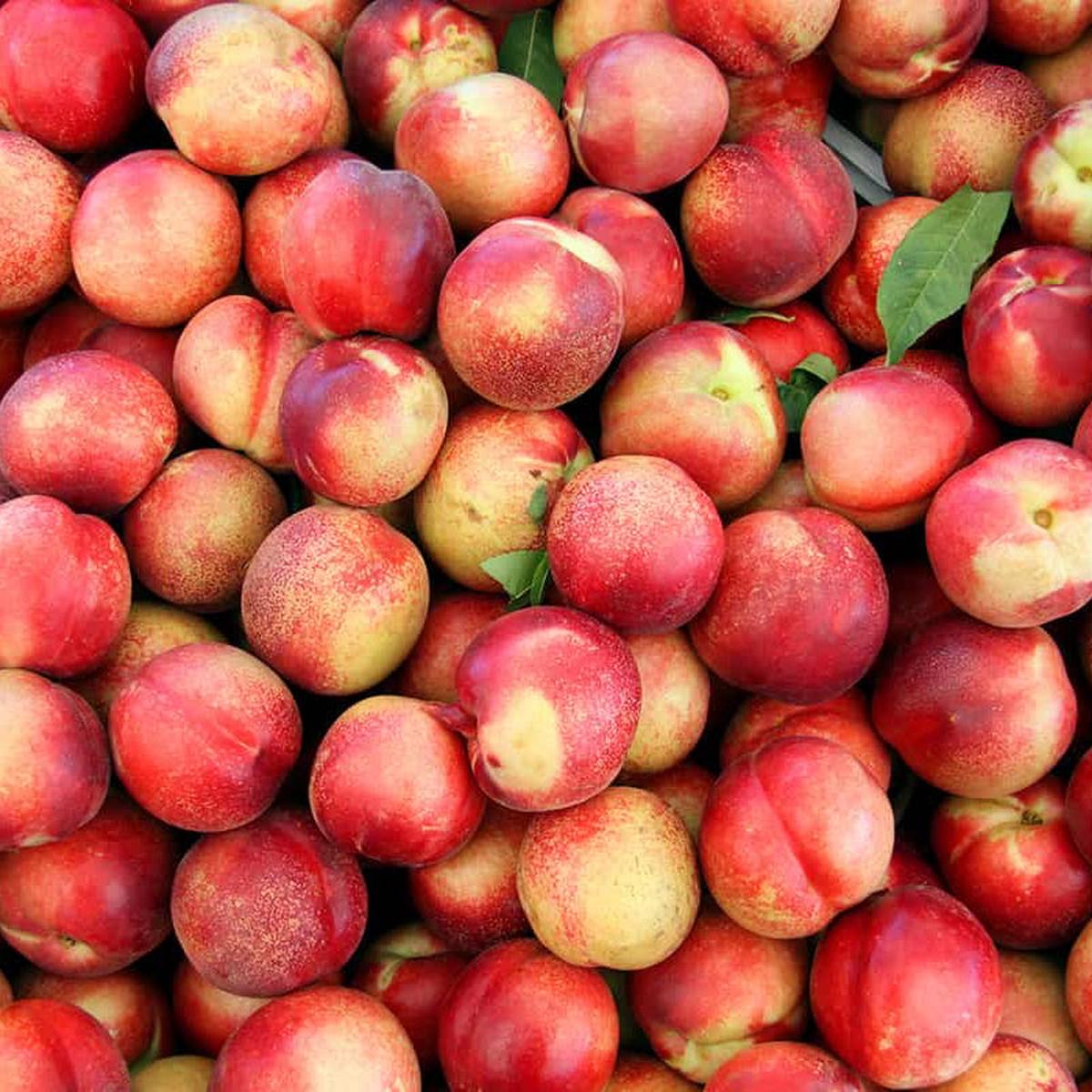 Nectarine Tree Seeds Sweet Fruiting Garden Variety