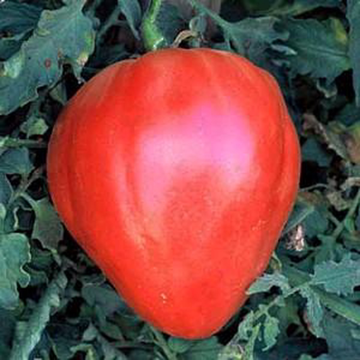 Red Oxheart Tomato - 20 Seeds