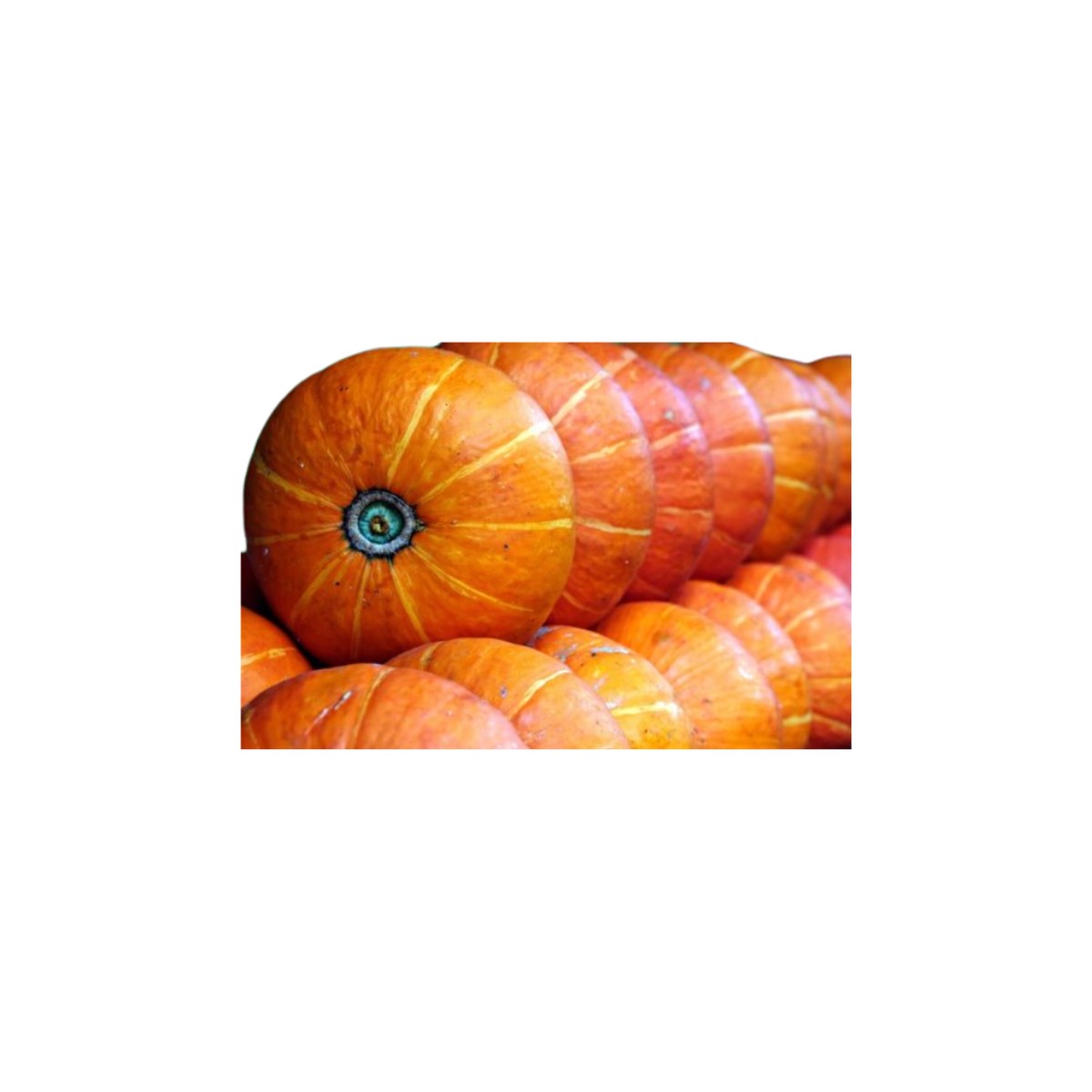 Squash Winter Sunshine F1 Seeds | OSC Seeds