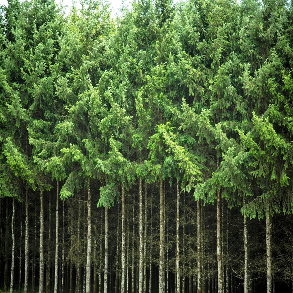 20 DOUGLAS FIR Tree Abies Pseudotsuga Menziesii Christmas Tree Blue Douglas Pine Spruce Native Evergreen Seeds