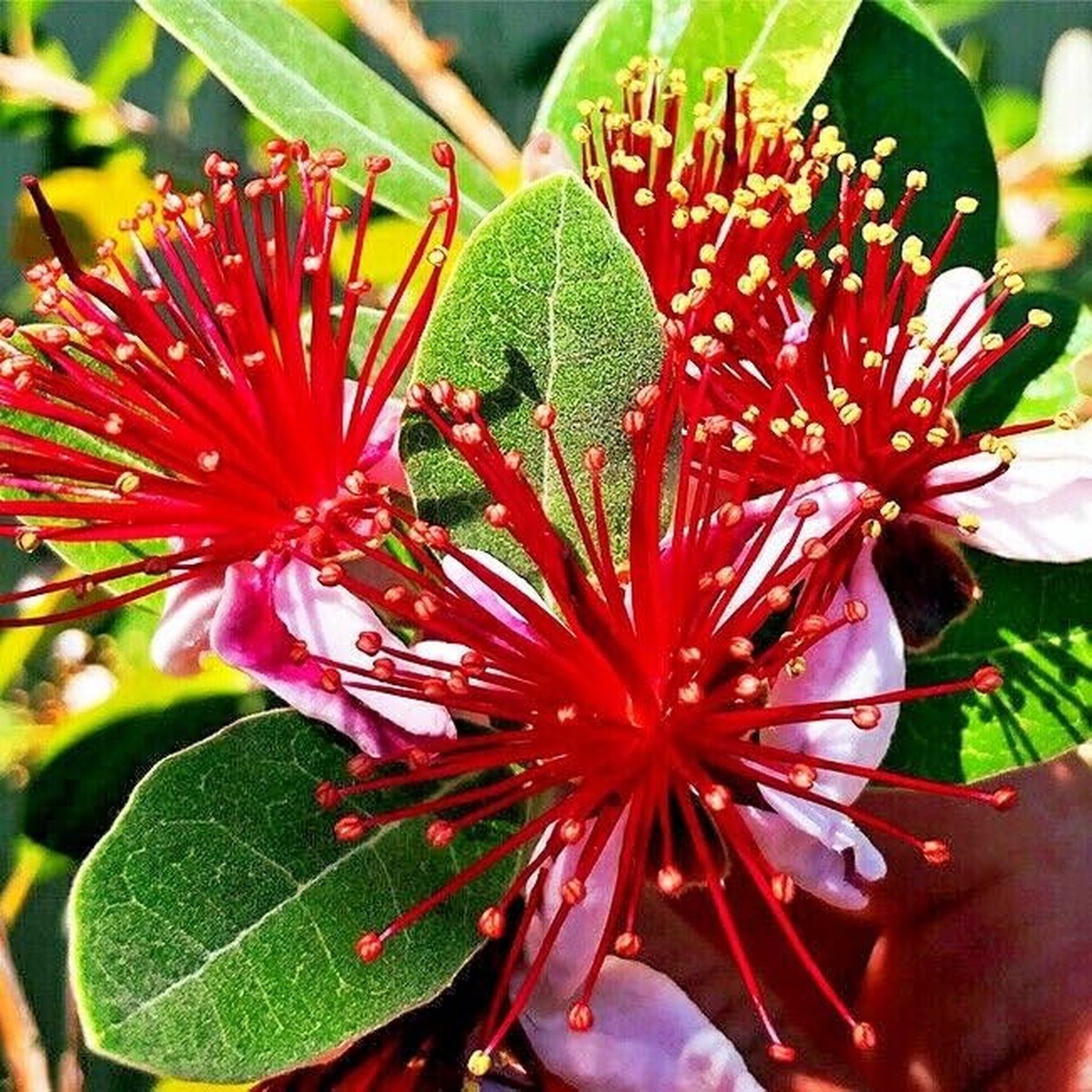 20 Pineapple Guava Tree Seeds (Feijoa sellowiana) Tropical Fruit & Flower Plant, Edible Blooms, USDA Zones 8-11, Brazilian Fig Guava