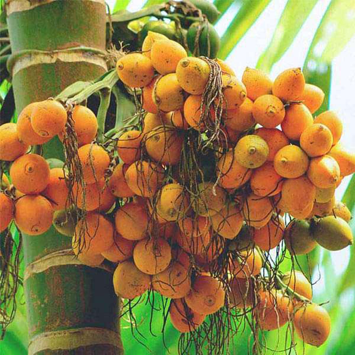 Areca Palm - 0.5 kg Seeds - Default Title