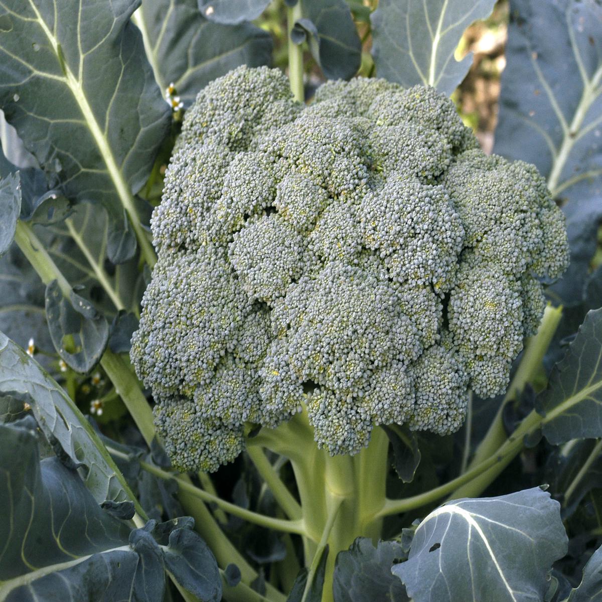 Broccoli Waltham 29 - Pacific Northwest Seeds
